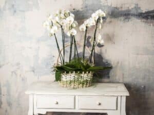 Composicion En Cesta Orquideas Grande