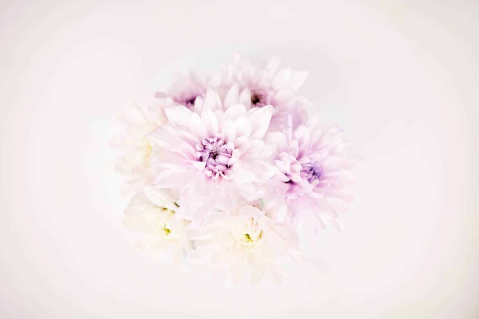 Las Flores De Temporada En Otono