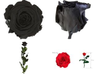 Rosa Natural Preservada Negra - Ramos de Flores Online