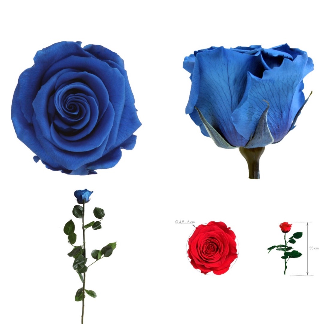 Rosa Natural Preservada Azul - Ramos de Flores Online